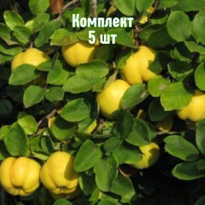 Комплект 5шт / Айва яблоковидная Аврора