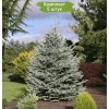 Саженцы Ели Голубая Кейбаб  (Kaibab) от 150 см -  5 шт.: фото и описание
