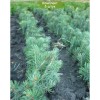 Саженцы Ели Голубая Мисти Блу (Misty Blue)  до 20 см -  5 шт.: фото и описание