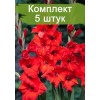 Луковицы гладиолуса Абсолют -  5 шт.: фото и описание