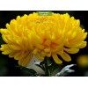 Саженцы крупноцветковой хризантемы Мираж (Желтая ) -  5 шт.: фото и описание