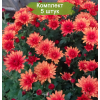Саженцы хризантемы мультифлора Падре Красная (Оранжевая ) -  5 шт.: фото и описание
