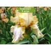 Саженцы ириса Депеш Мод (Depeshe Mode) -  5 шт.: фото и описание