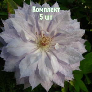 Комплект 5шт / Клематис Жакмана Альба