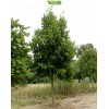 Саженцы липы Кавказская 20-40 см -  5 шт.: фото и описание
