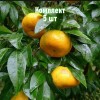 Саженцы Мандарина Понкан - 5 шт.: фото и описание