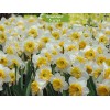 Луковицы нарцисса Юбилей  -  5 шт.: фото и описание
