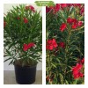 Олеандр красный Алламо  -  5 шт.: фото и описание
