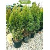 Туя Смарагд (Smaragd) 60-100 см -  5 шт.: фото и описание