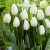 Луковицы Тюльпана Уайт Принц (White Prince) - 5 шт.: фото и описание