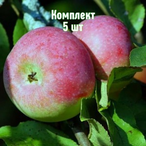 Комплект 5шт / Яблоня Министр Киселёв