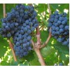 Саженец Винограда Бордо: фото и описание