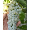 Саженец Винограда Грушевский белый: фото и описание