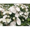 Саженец гортензии ампельной Сбежавшая Невеста / Белоснежка (Runaway Bride): фото и описание